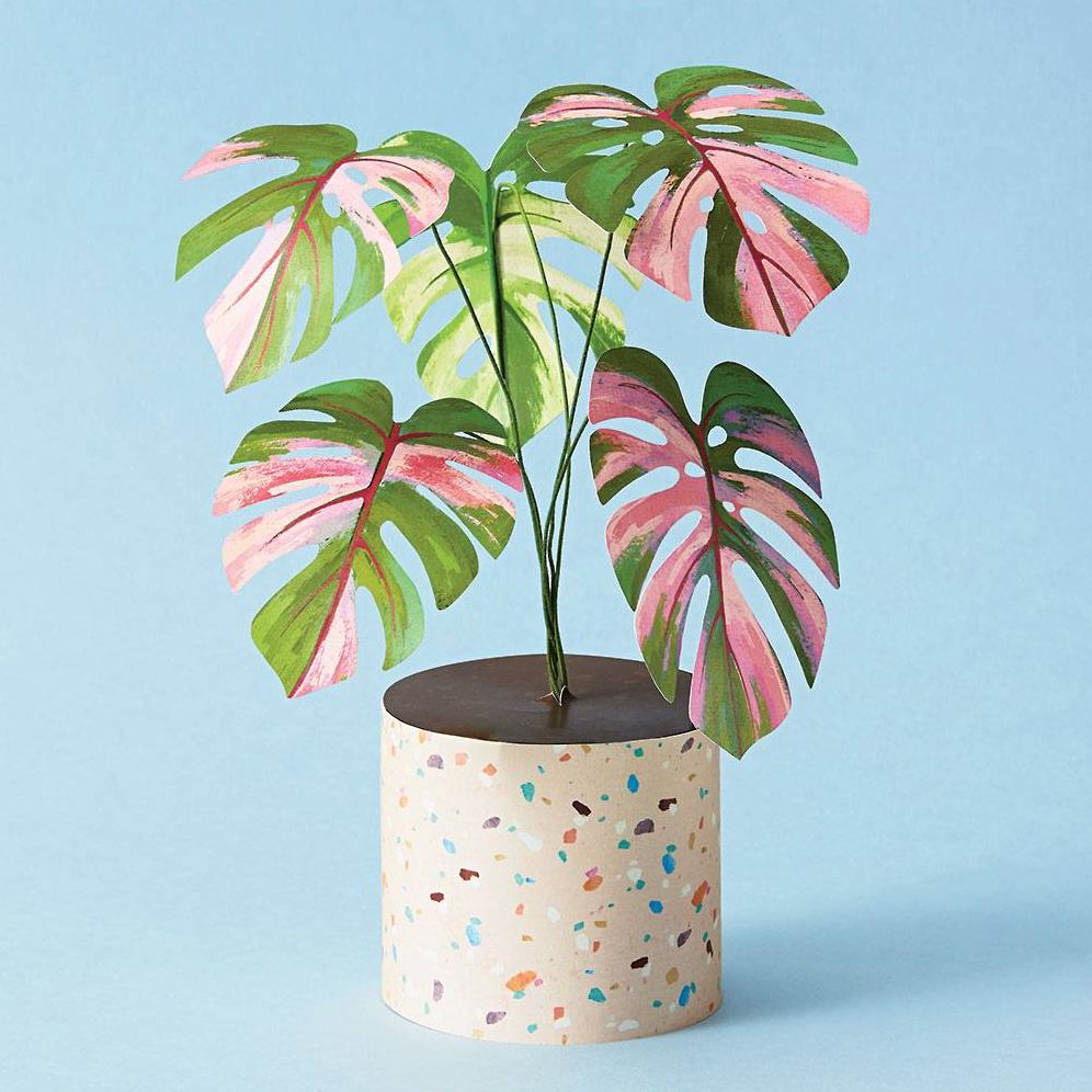paper monstera plant Mini Monstera Kit