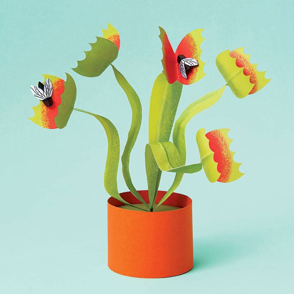 Venus Flytrap Kit | Paper Source
