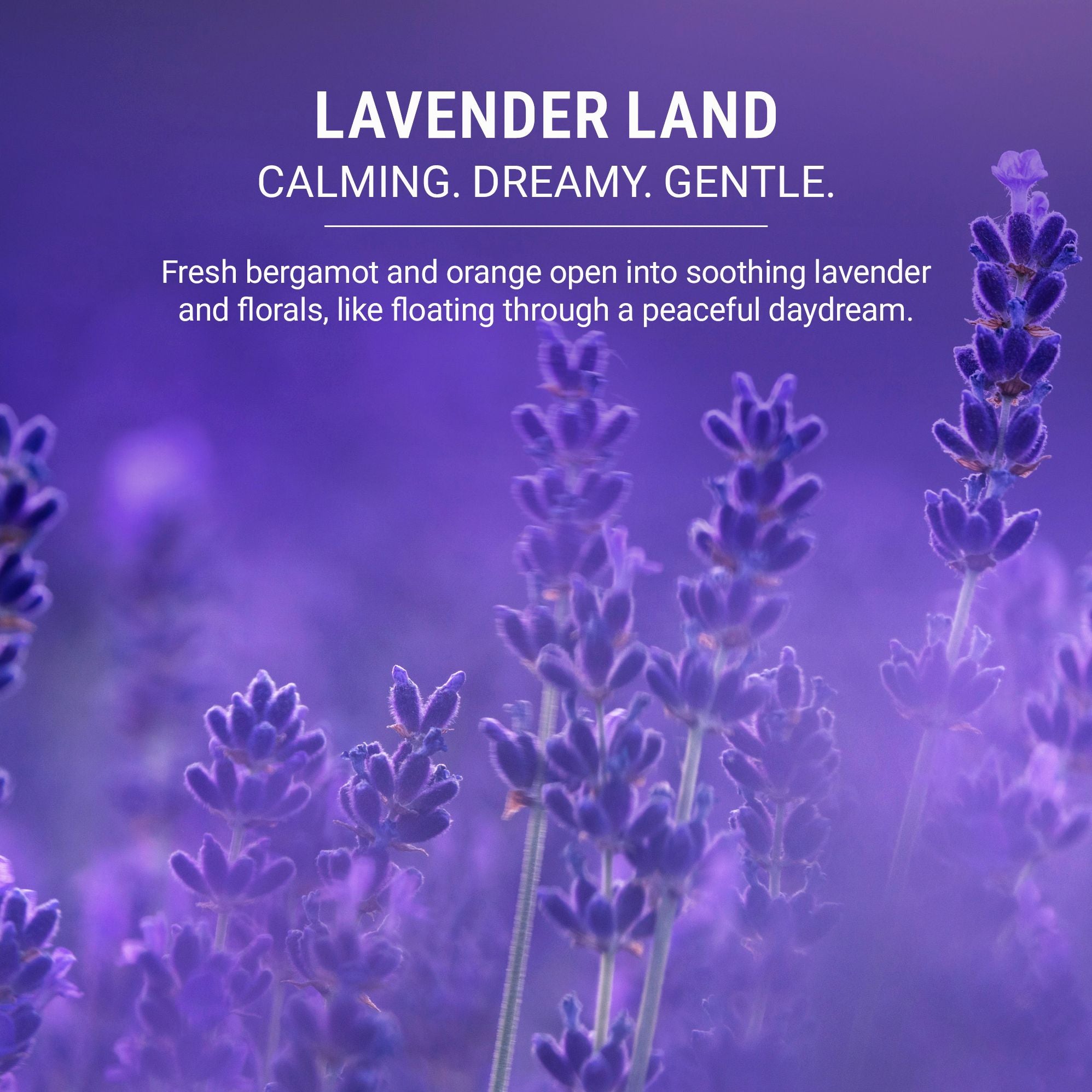 Vitamin C Shower Filter - Lavender Land