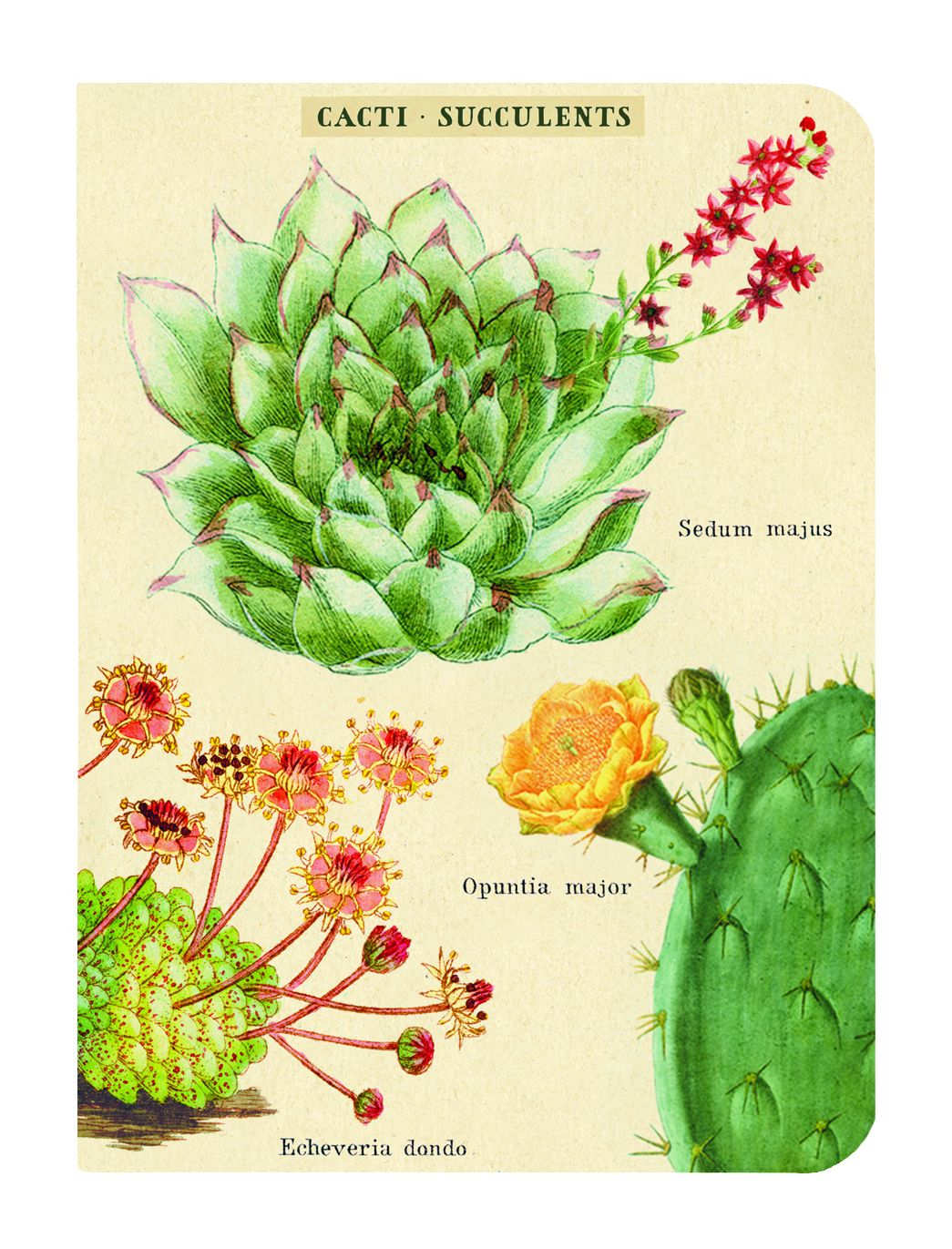 Succulents Mini Journals
