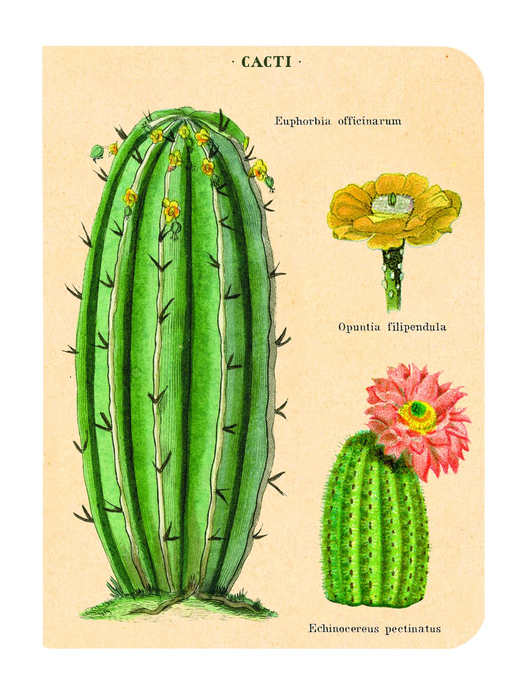 Succulents Mini Journals