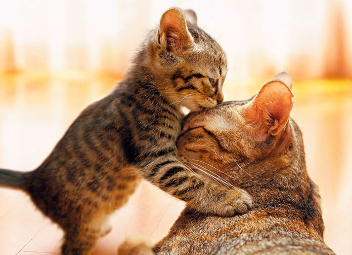 Mother's Day Greeting Card Kitten Hugs Cat