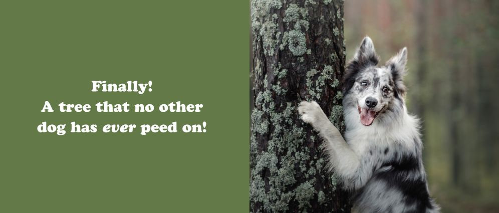 The Secret Thoughts of Dogs