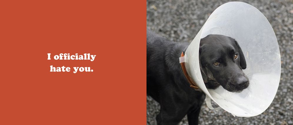 The Secret Thoughts of Dogs