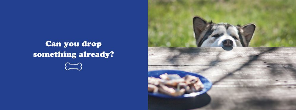 The Secret Thoughts of Dogs