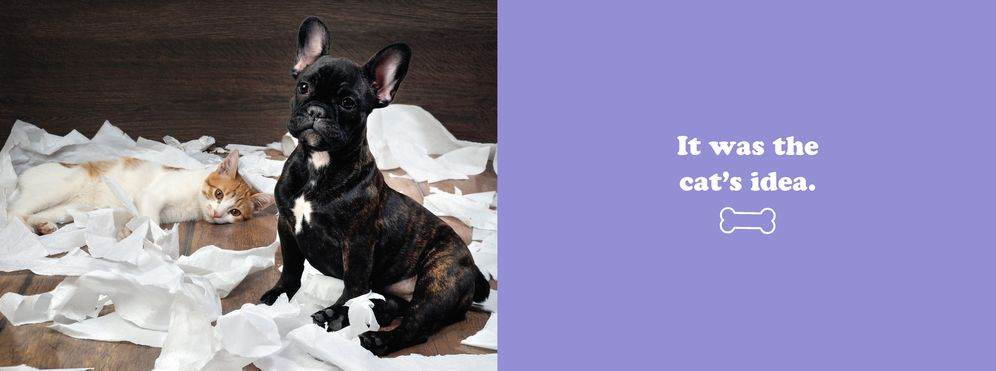 The Secret Thoughts of Dogs