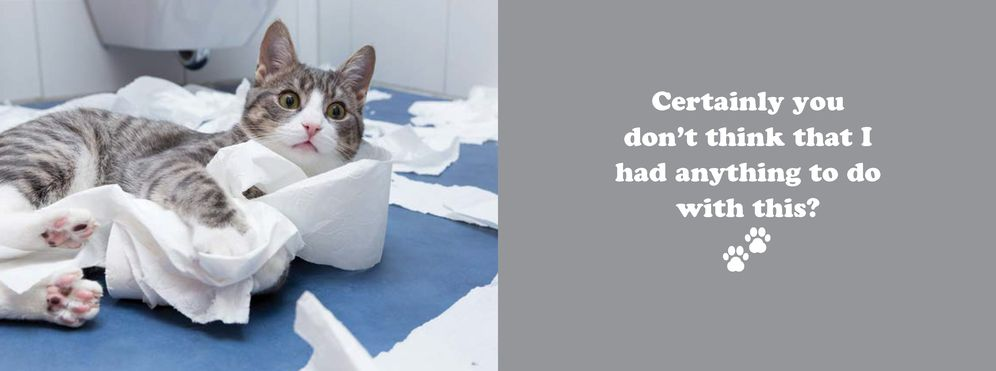 The Secret Thoughts of Cats