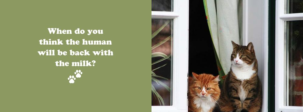 The Secret Thoughts of Cats