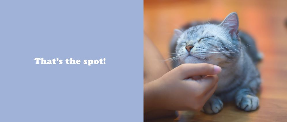 The Secret Thoughts of Cats