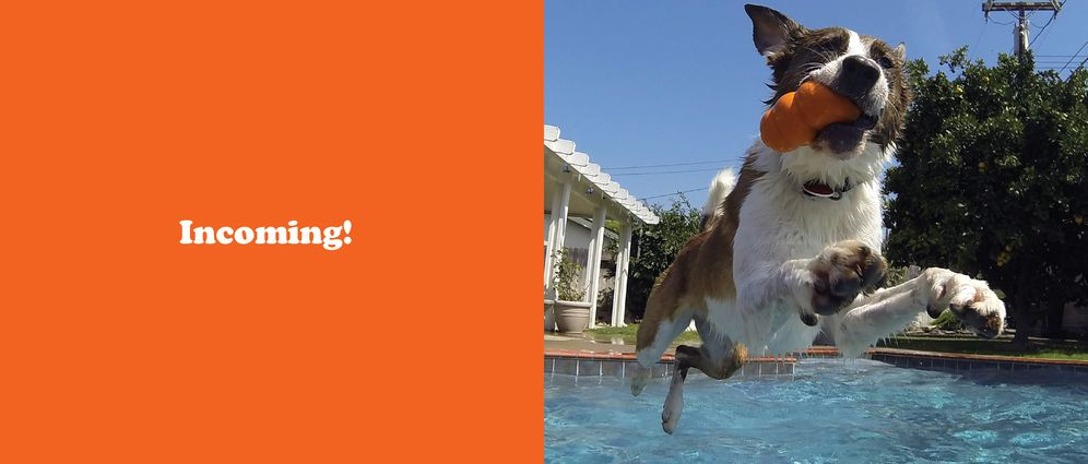 The Secret Thoughts of Dogs