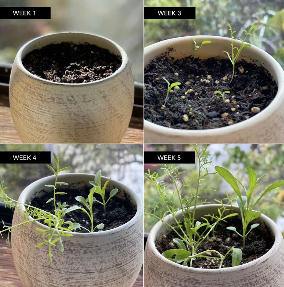 Persevere Definition Card