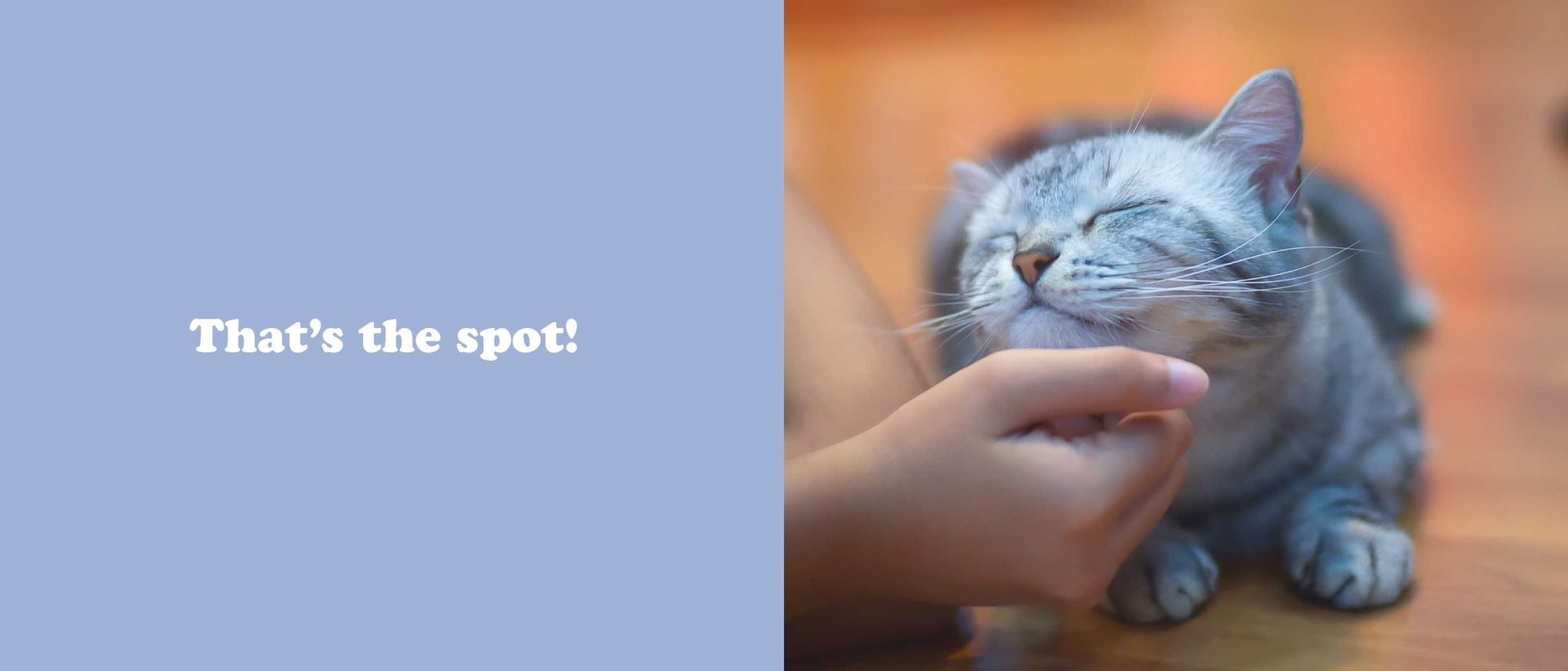 The Secret Thoughts of Cats
