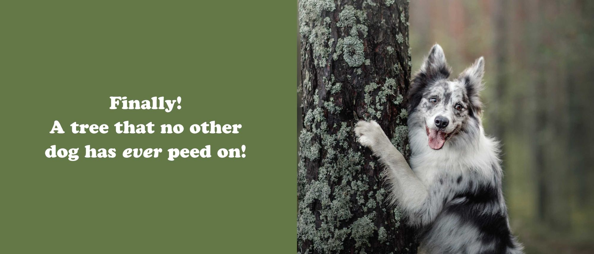 The Secret Thoughts of Dogs