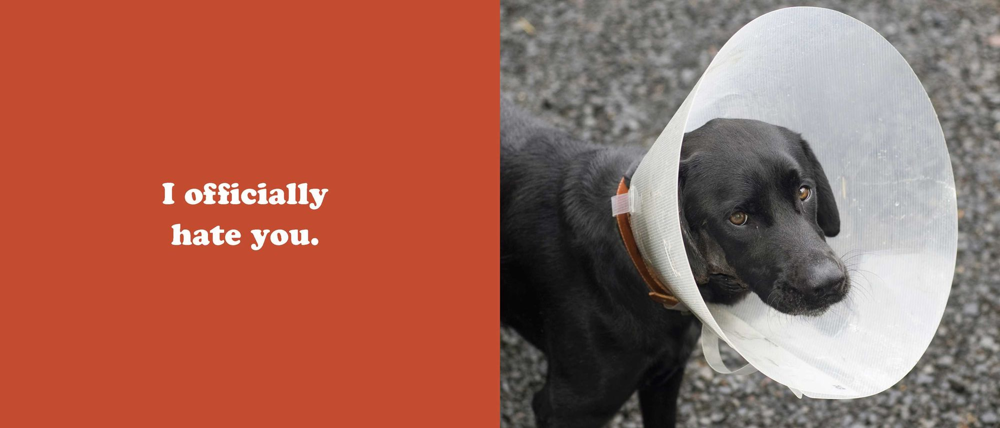 The Secret Thoughts of Dogs