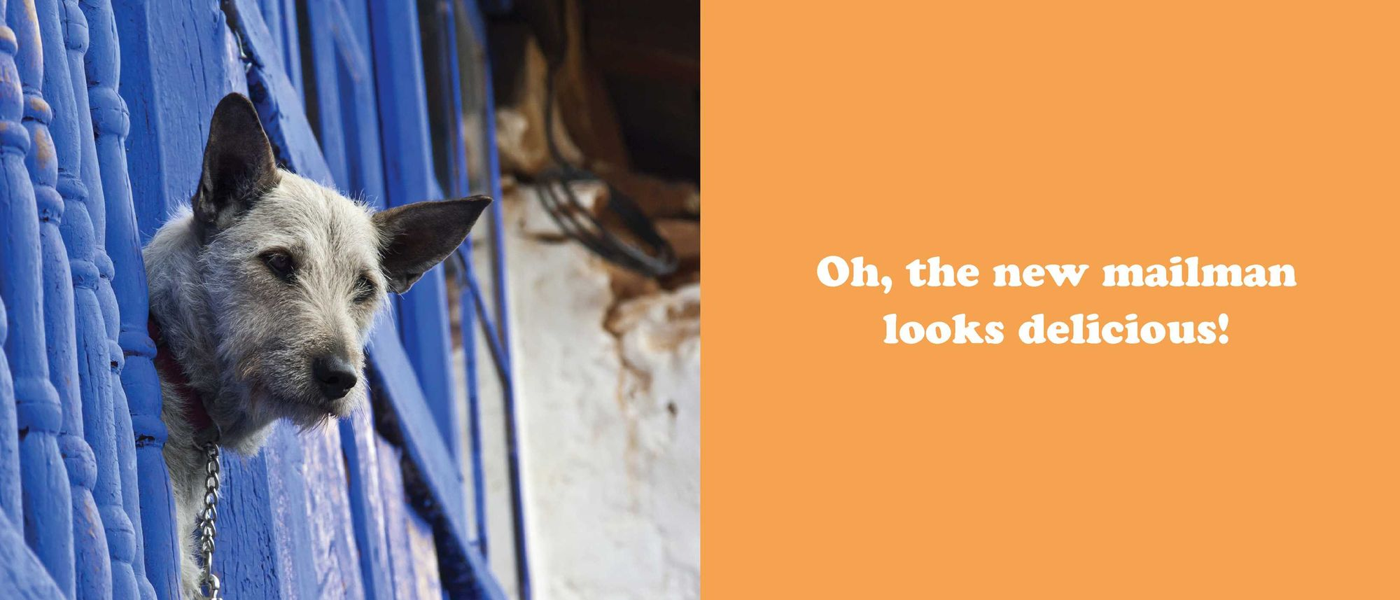 The Secret Thoughts of Dogs