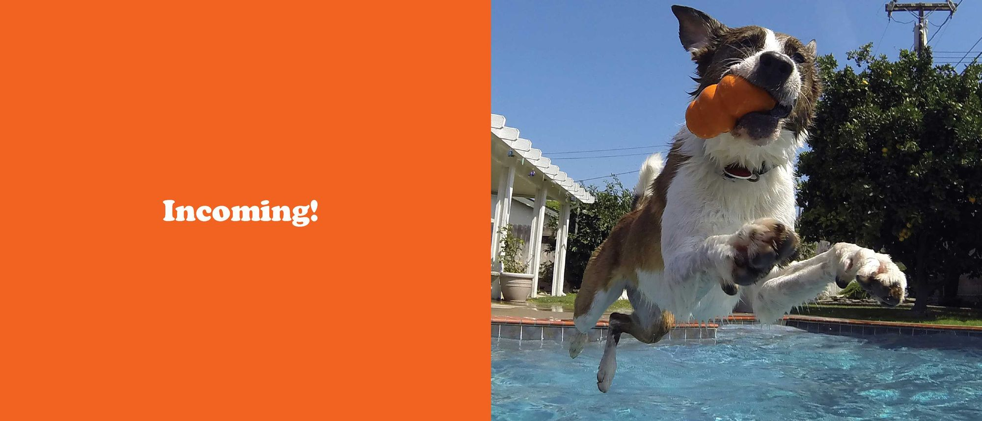 The Secret Thoughts of Dogs