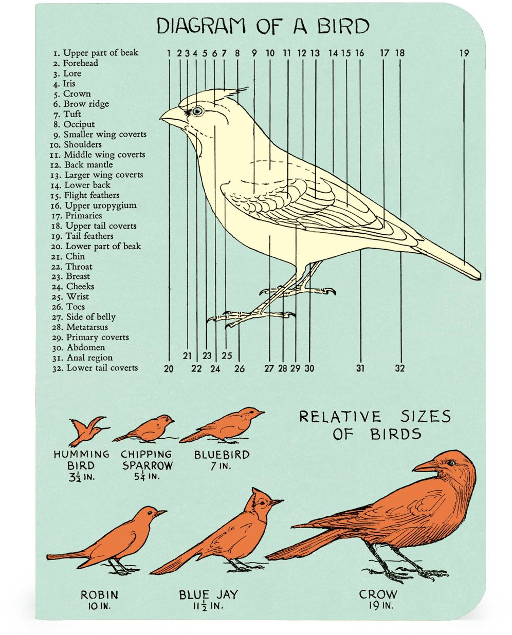 Cavallini & Co. Bird Watching Mini Notebooks