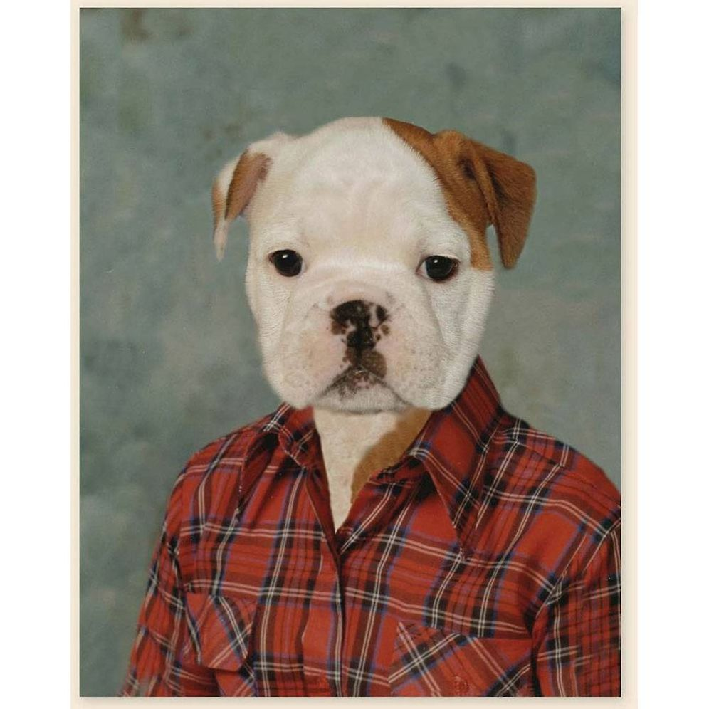 Picture Day Notecards (Gift for Animal Lovers, Funny Stationery, Notecards with Cute Animals)