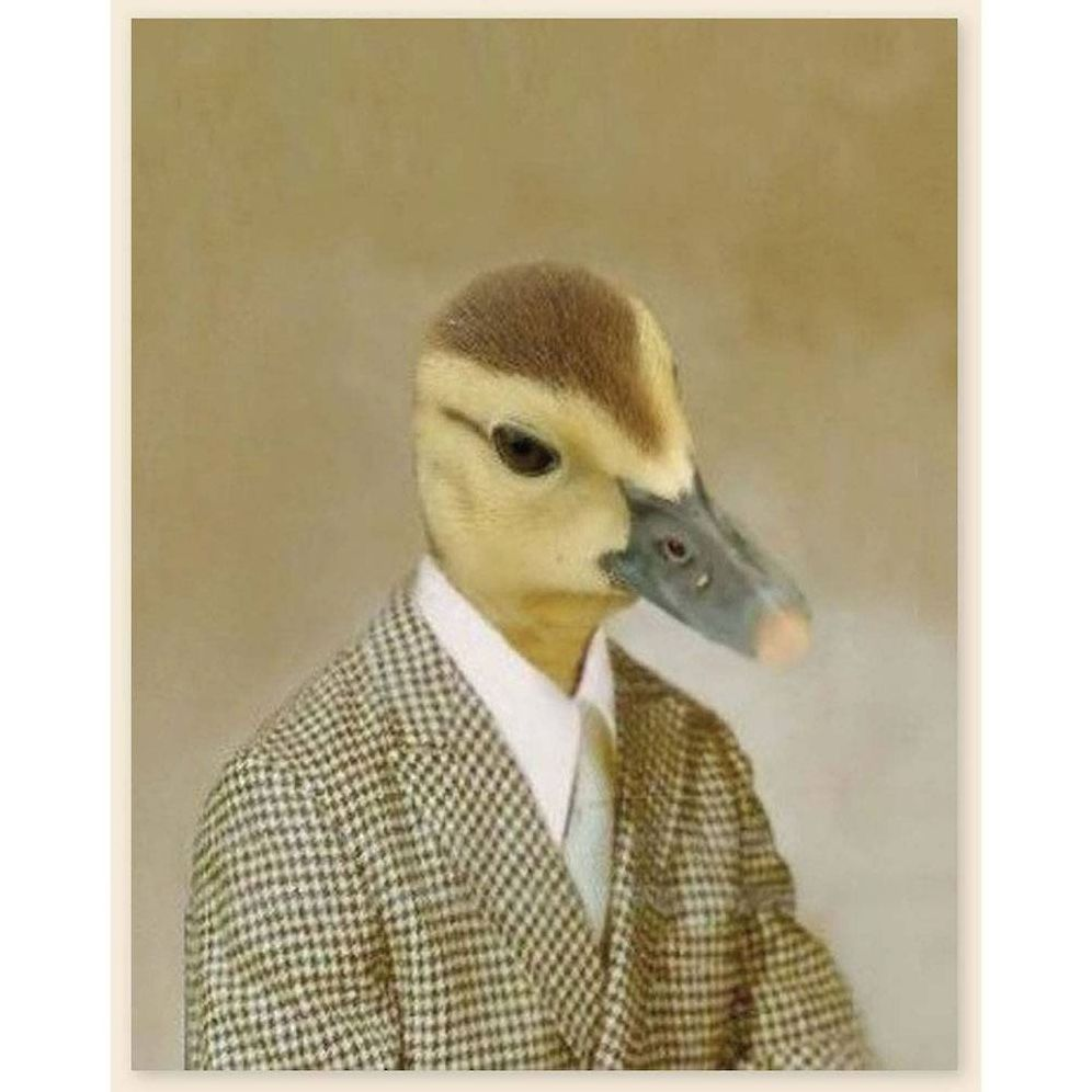 Picture Day Notecards (Gift for Animal Lovers, Funny Stationery, Notecards with Cute Animals)