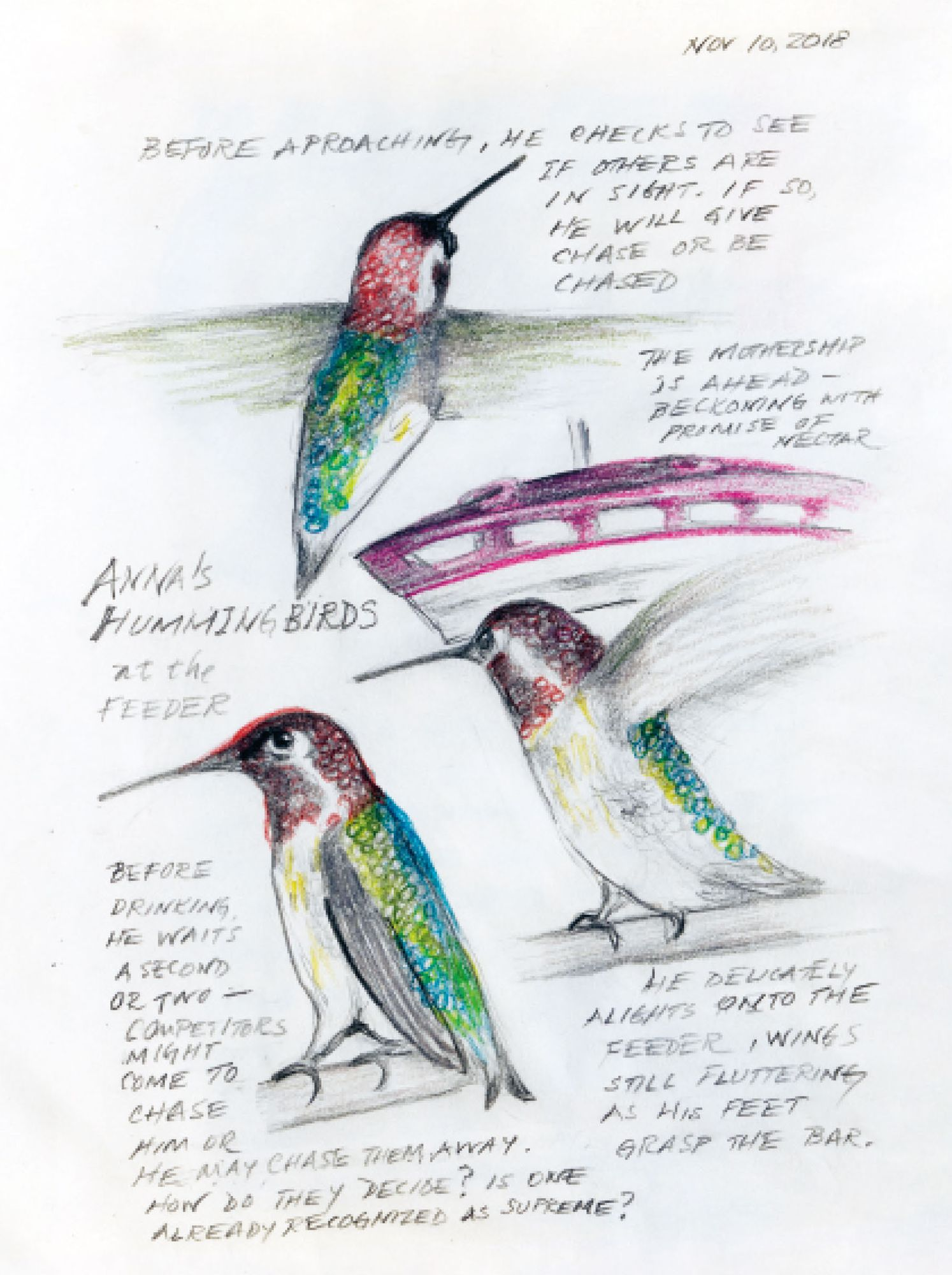 The Backyard Bird Chronicles (2024 B&N Gift Book of the Year)