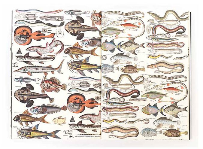 Marine - Gift & Creative Paper Book