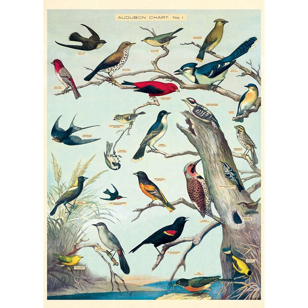 希少 Evolution - T Bird　ポスター　 旧車　約610x910 Audobon Birds Flat Wrap | Paper Source