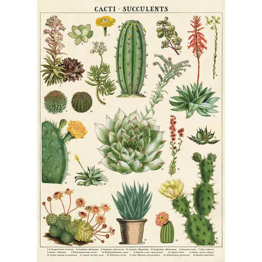 propaganda succulent Cacti and Succulent Wrap & Poster