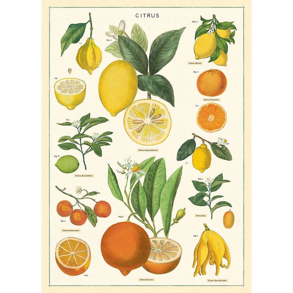 Citrus Flat Wrap | Paper Source
