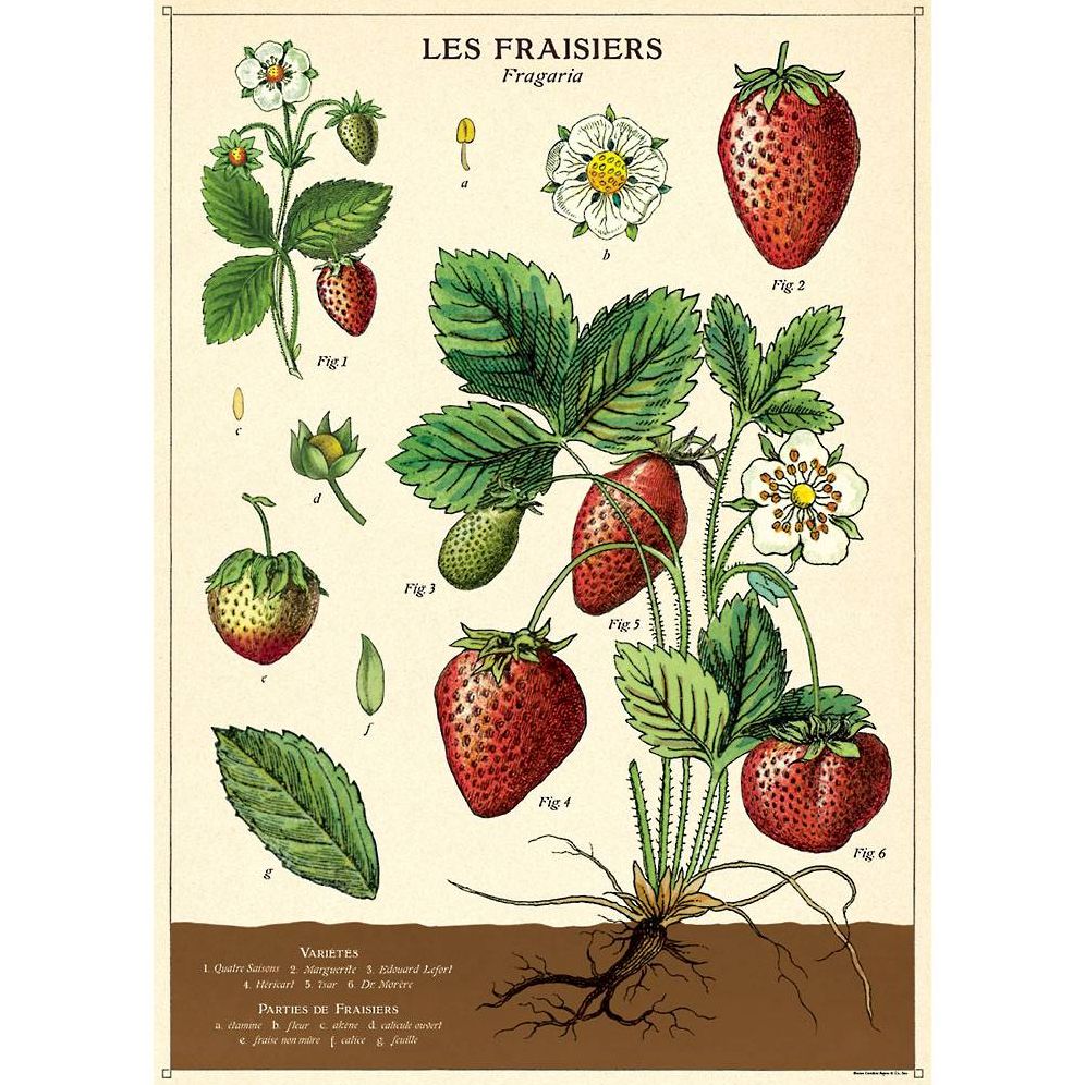 Strawberries Wrap & Poster | Paper Source