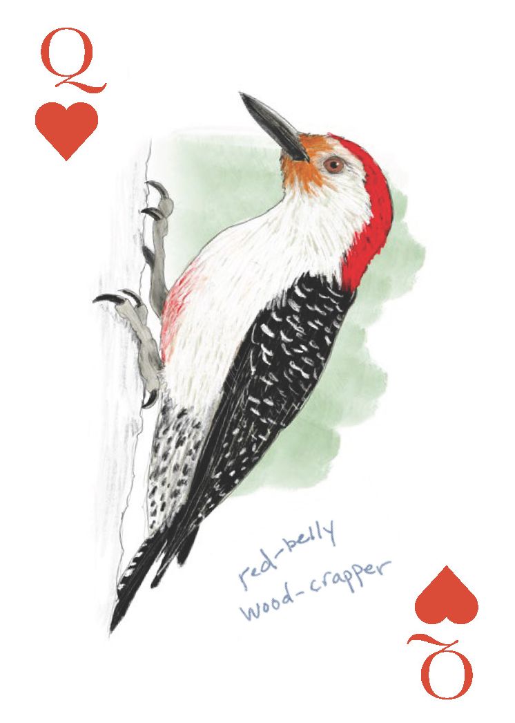 The Field Guide to Dumb Birds Playing Cards: 2-Deck Set