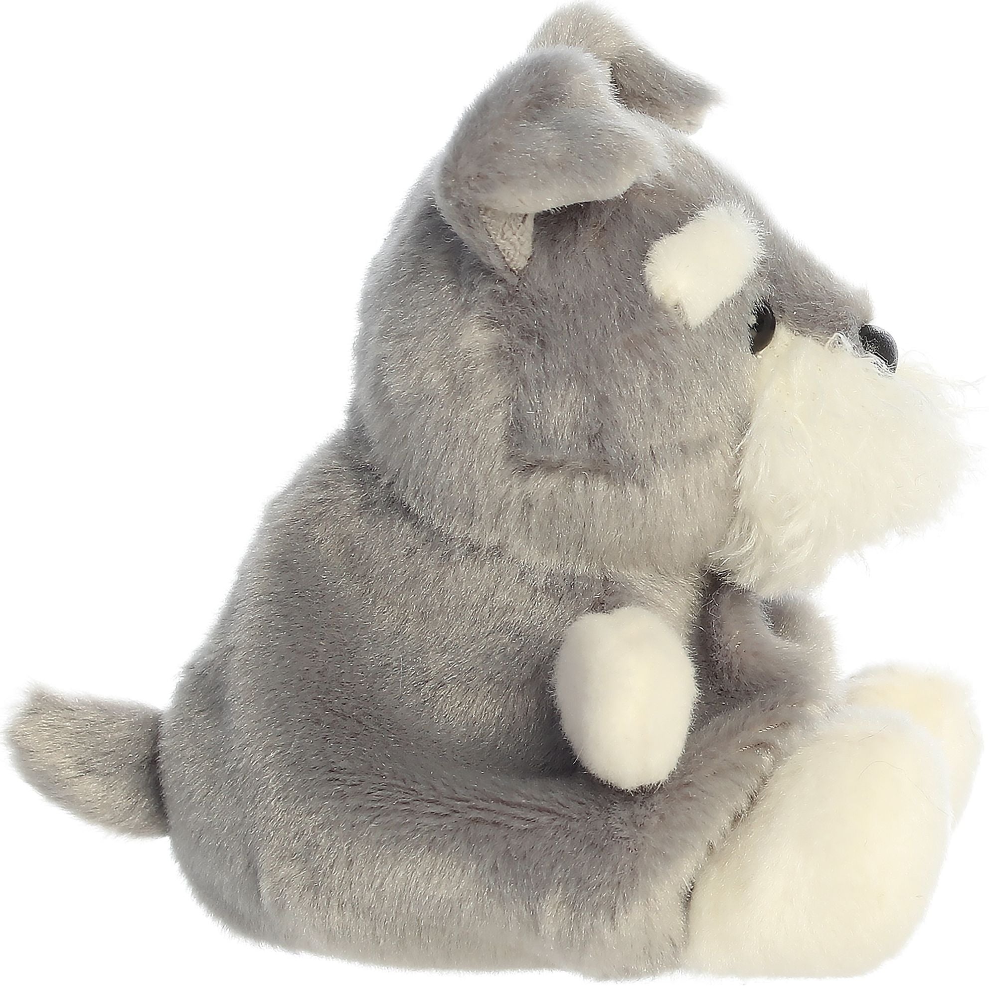 Korra Schnauzer 5 Korra Schnauzer 5