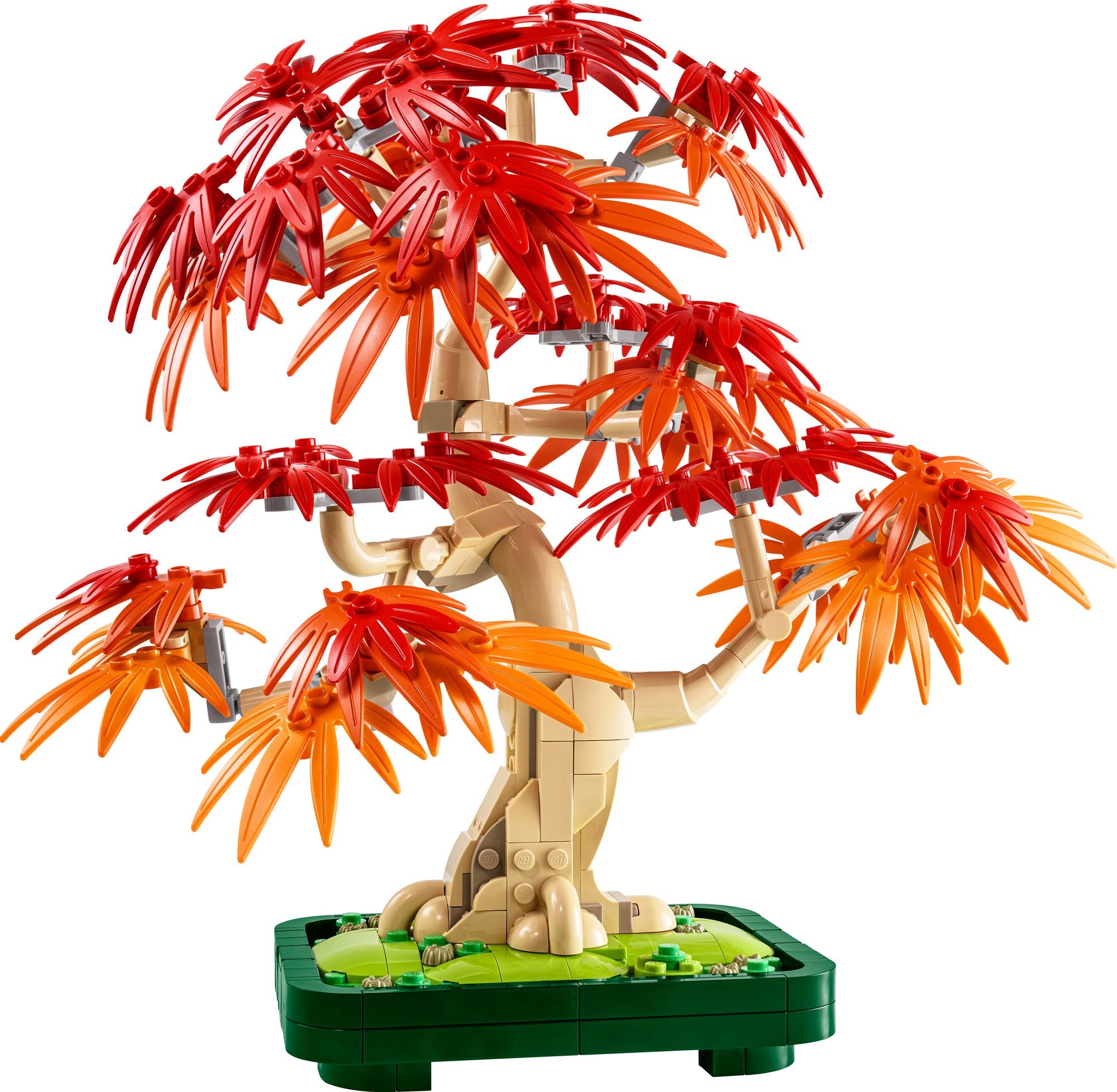 Maple Japanese Sentinel Red Twombly's Buy tree red その他 | Tree Red Narrow その他