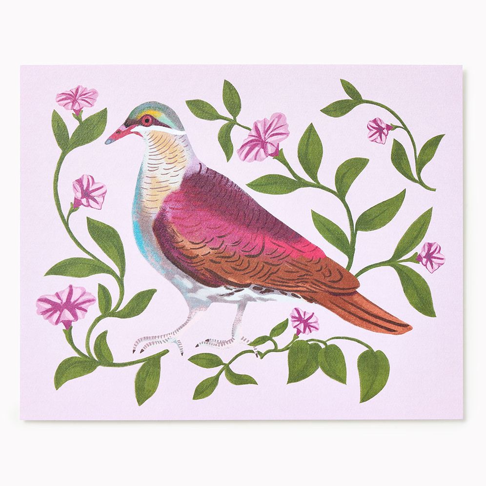 Dove 8x10 Art Print