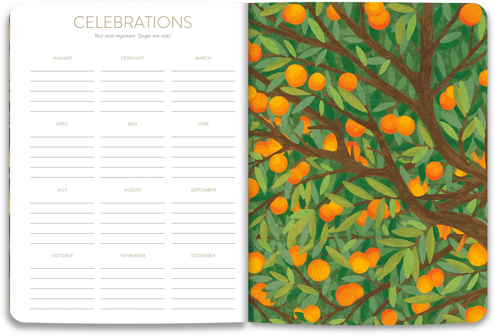 2026-2027 On the Bright Side Mediterranean Cats 17 Month Softcover Monthly Planner