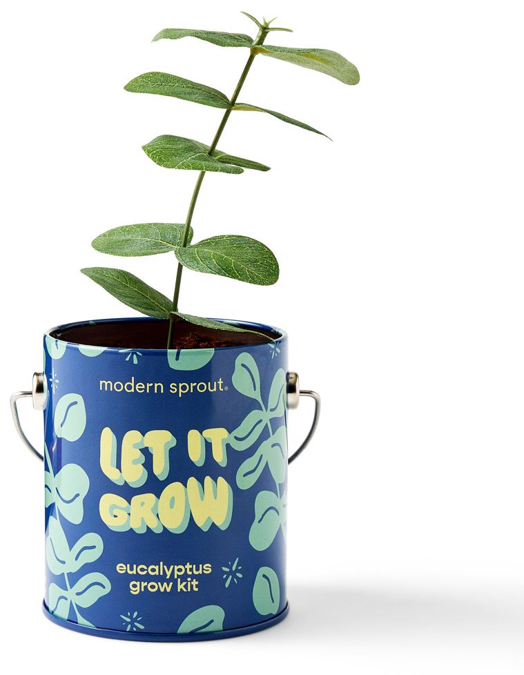 Complimentary Color Grow Kit - Let it Grow - Eucalyptus