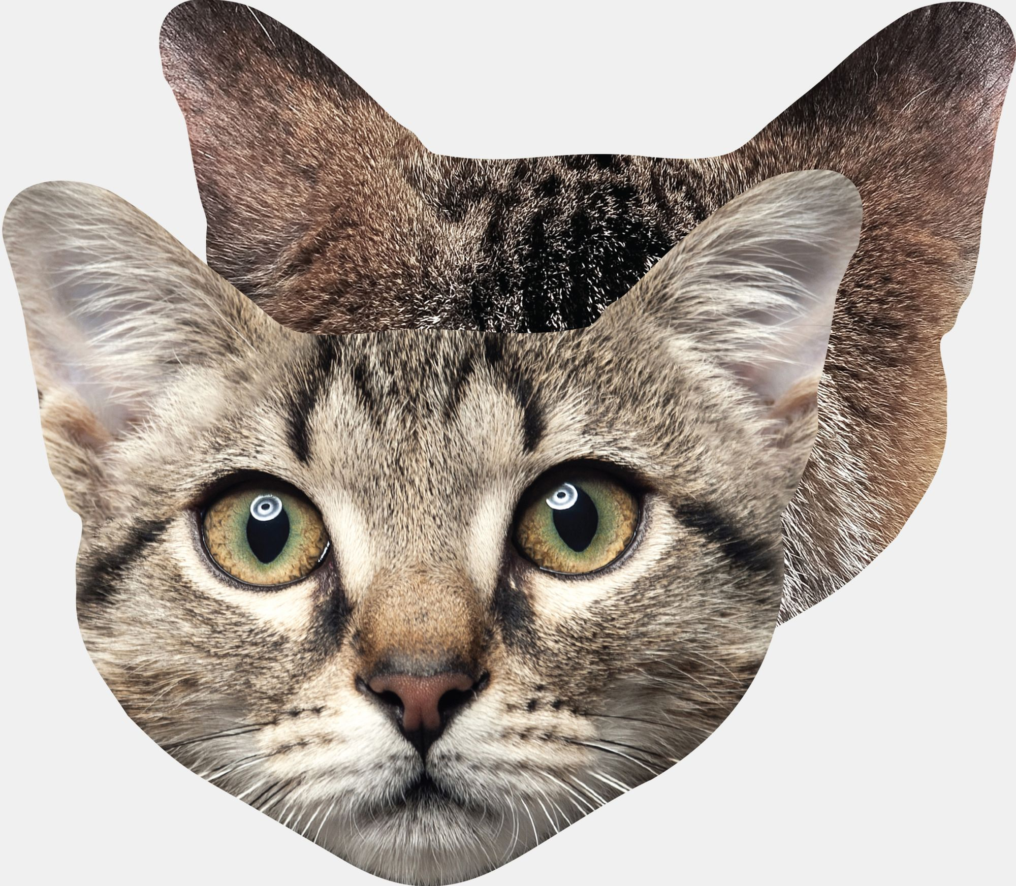 Cat Lens Cleaning Cloth