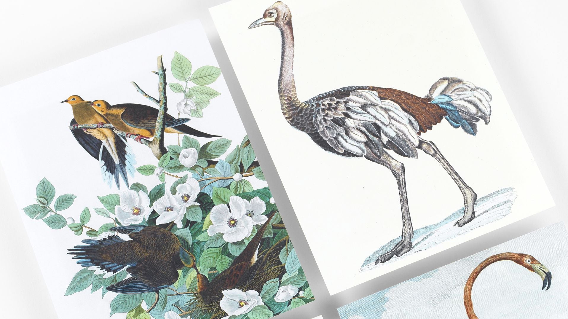 Birds A5 Notepad