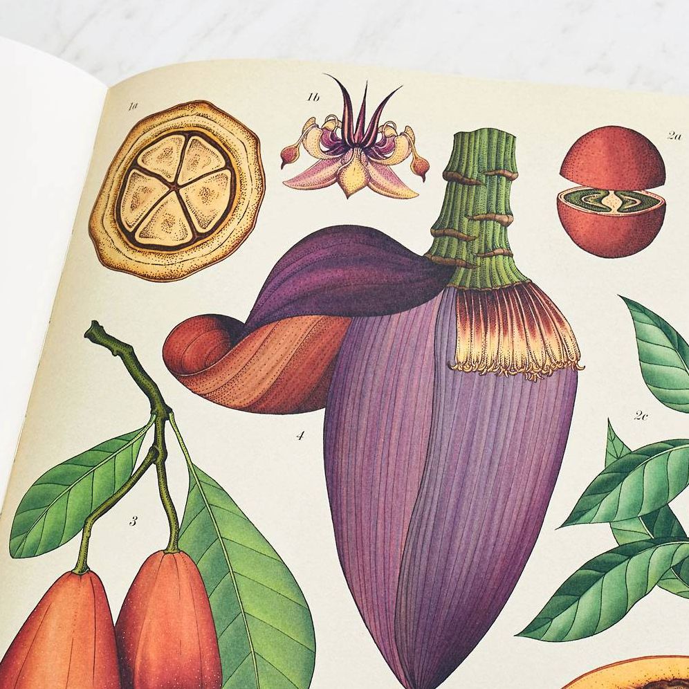 Botanicum (Welcome to the Museum Series)