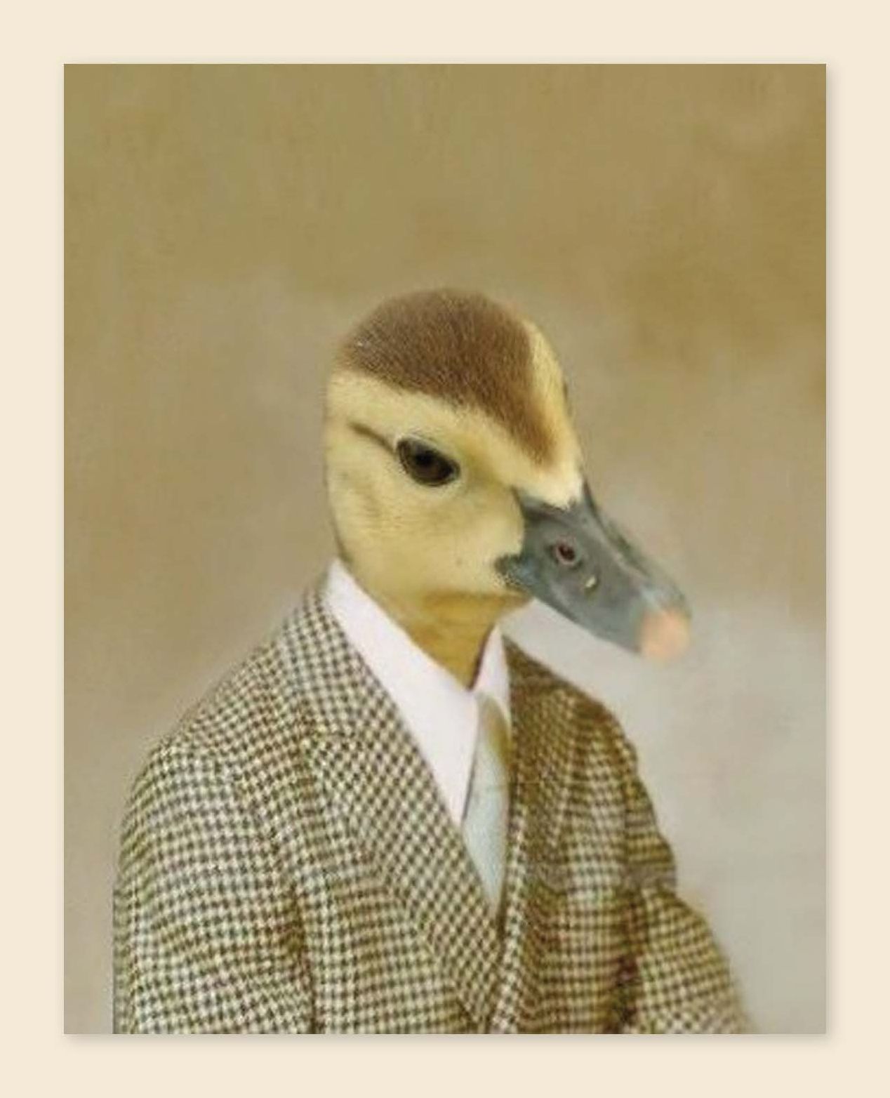 Picture Day Notecards (Gift for Animal Lovers, Funny Stationery, Notecards with Cute Animals)