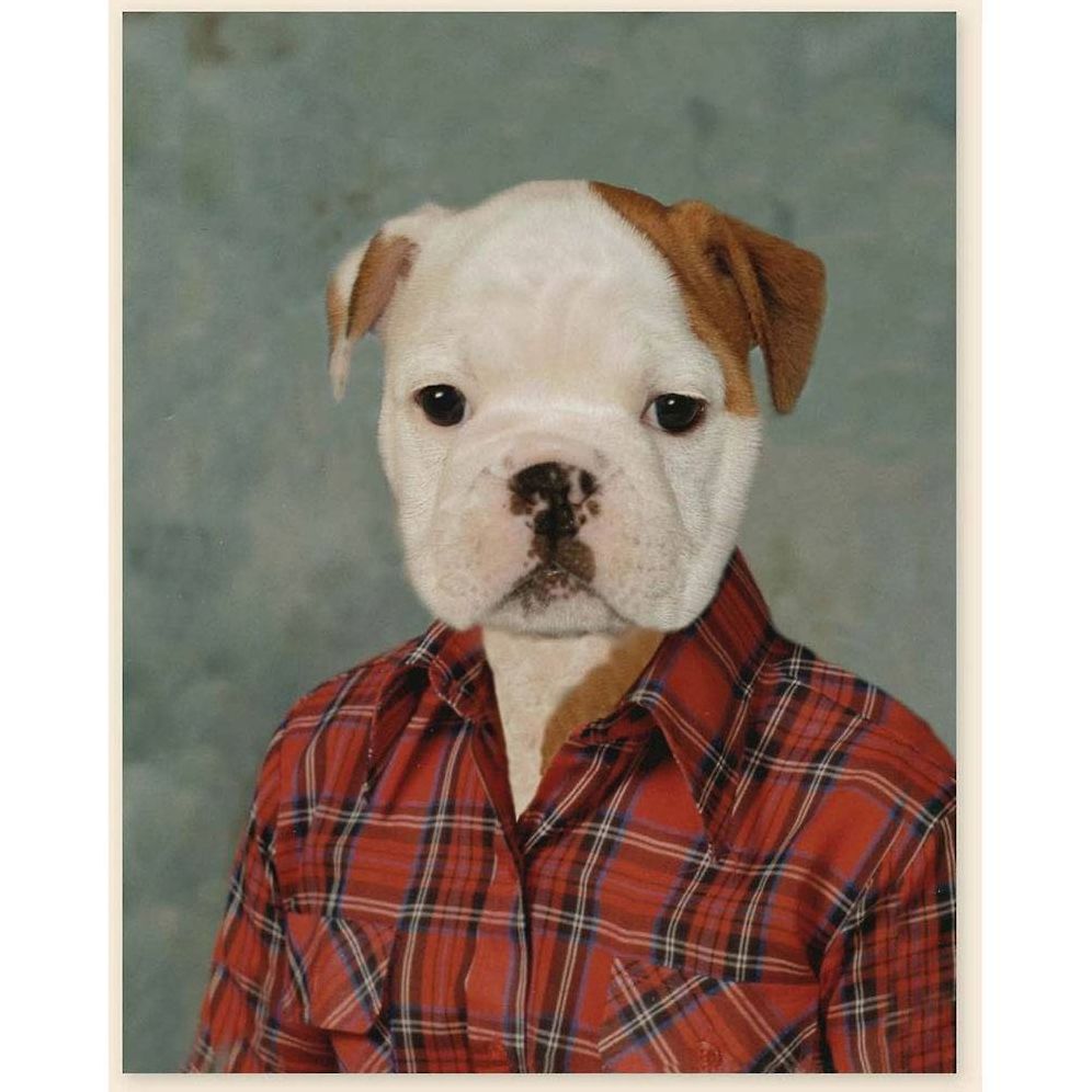 Picture Day Notecards (Gift for Animal Lovers, Funny Stationery, Notecards with Cute Animals)