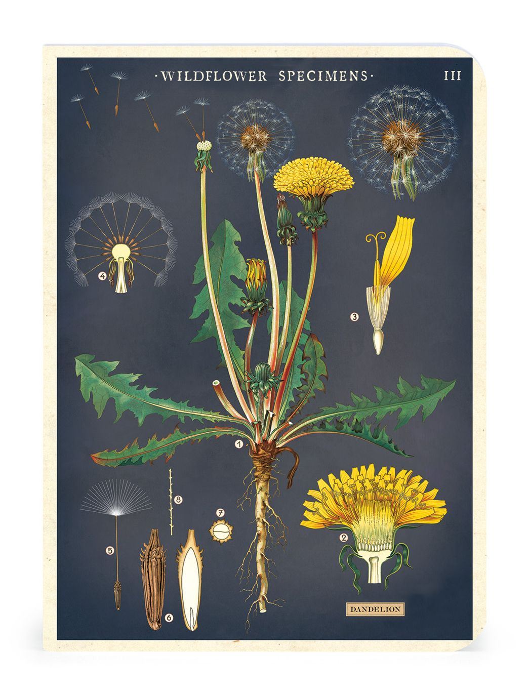 Wildflowers Mini Notebooks