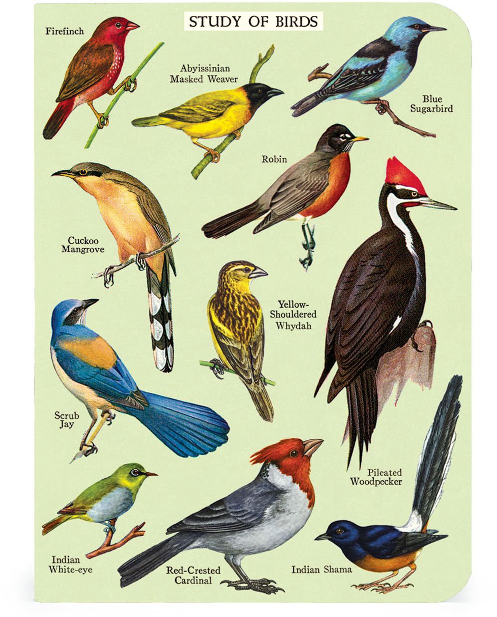 Cavallini & Co. Bird Watching Mini Notebooks | Paper Source