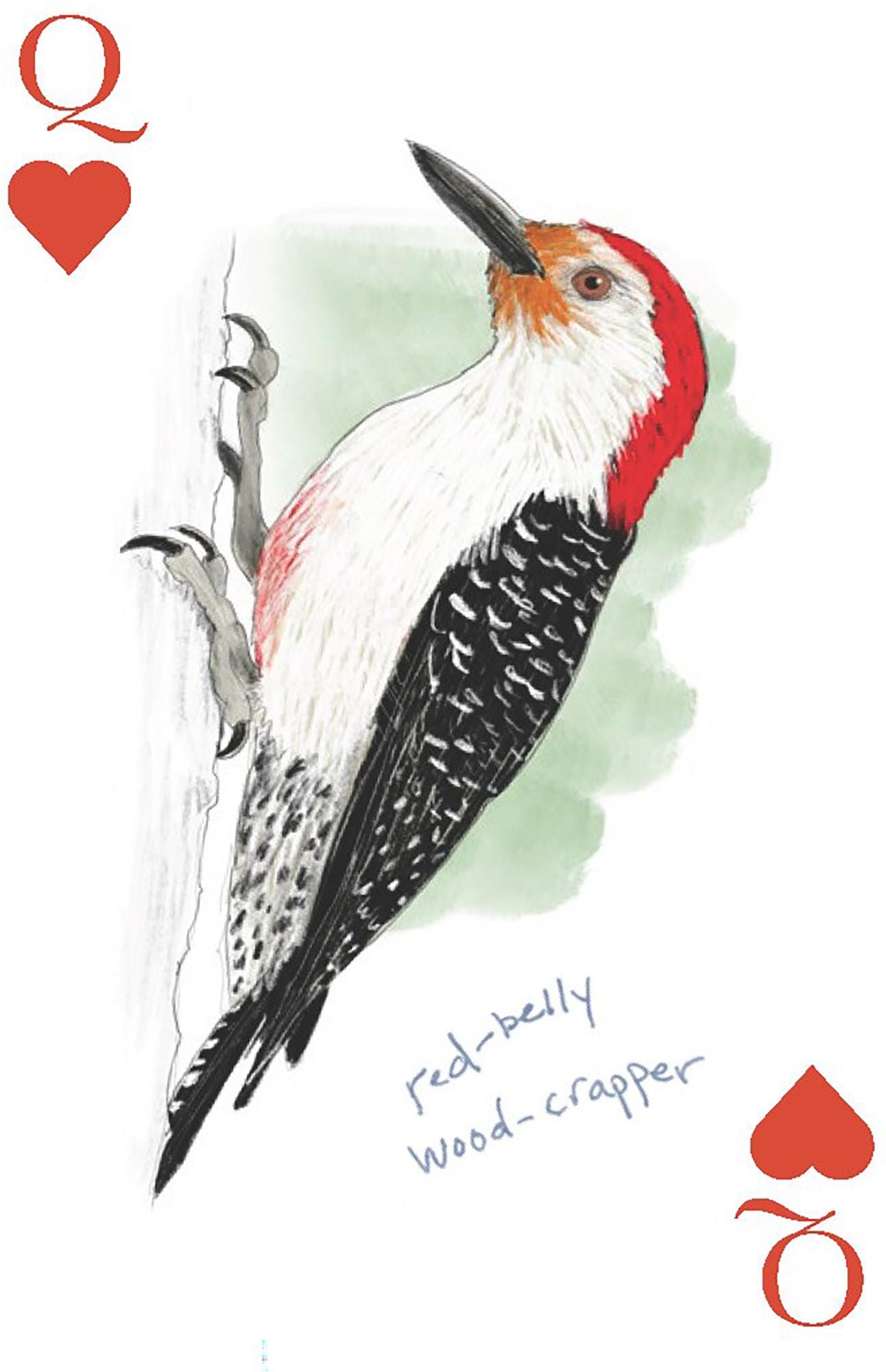 The Field Guide to Dumb Birds Playing Cards: 2-Deck Set