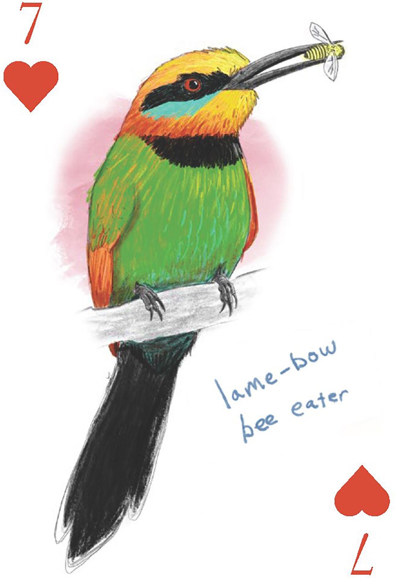 The Field Guide to Dumb Birds Playing Cards: 2-Deck Set