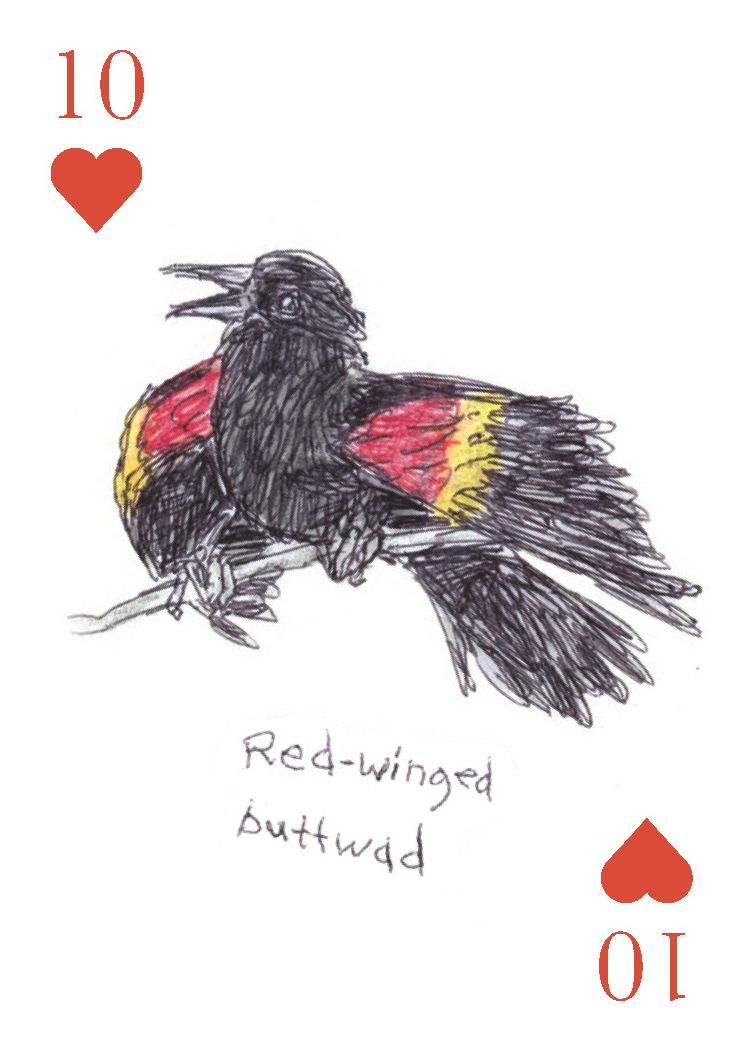 The Field Guide to Dumb Birds Playing Cards: 2-Deck Set