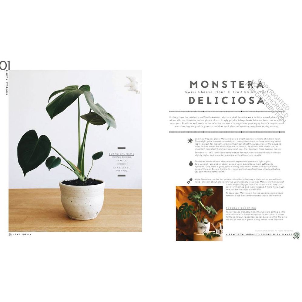 Leaf Supply: A Guide to Keeping Happy House Plants