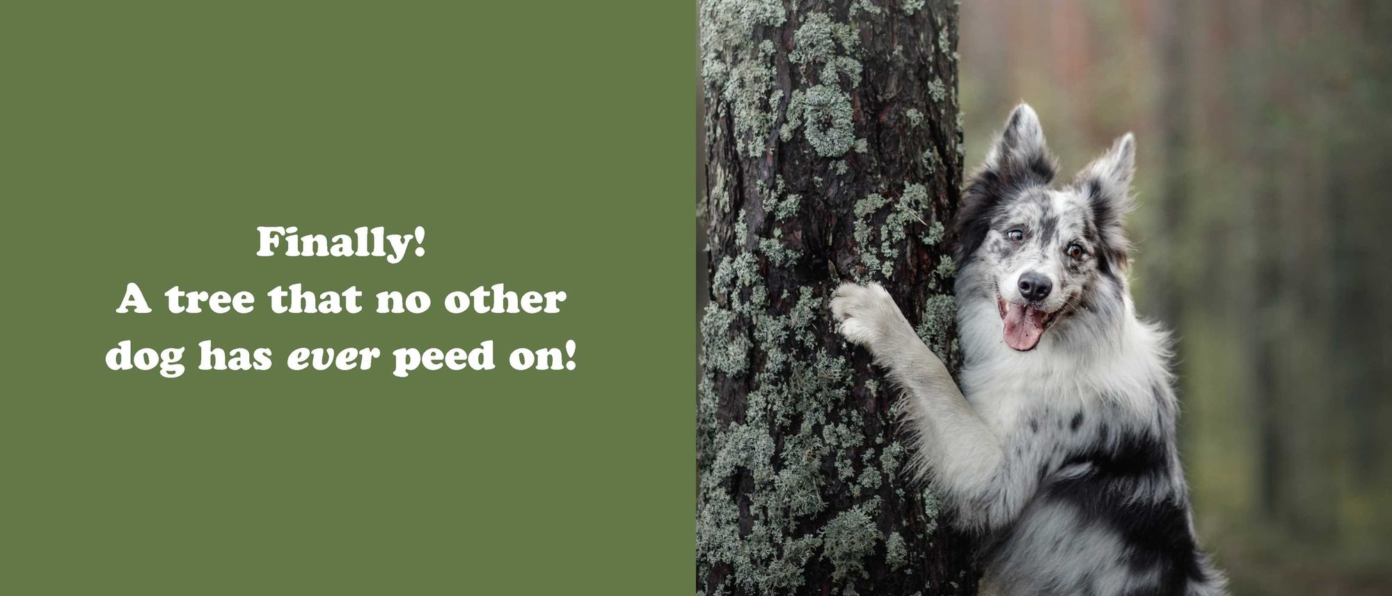 The Secret Thoughts of Dogs